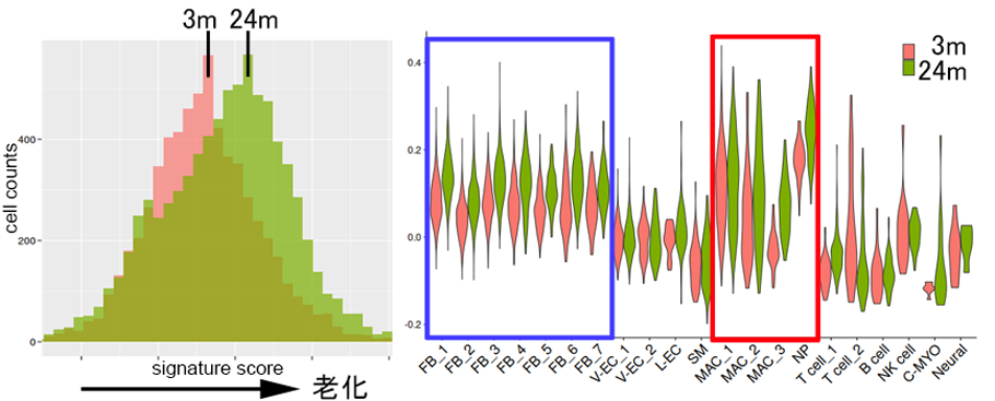 老化によるSASP遺伝子群の発現変化 (Signature scoring)