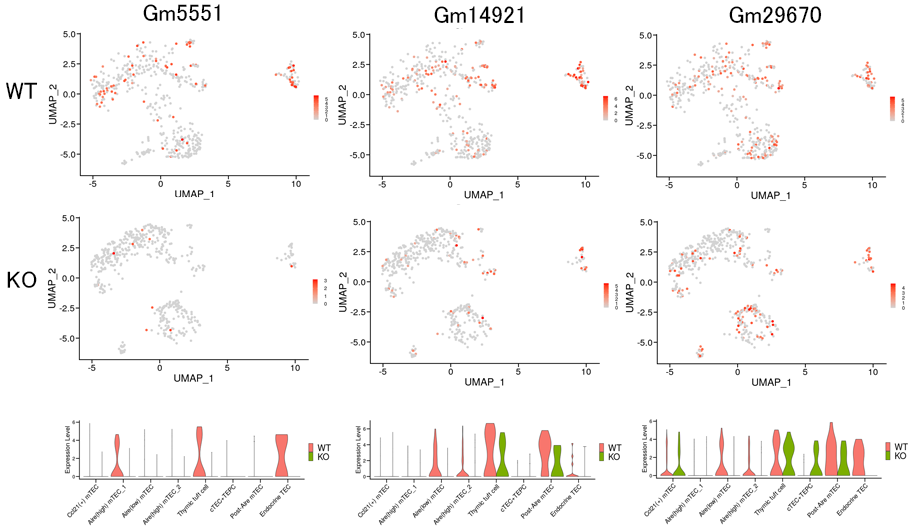 KOにより発現が減少した発現変動遺伝子(non-coding RNA)