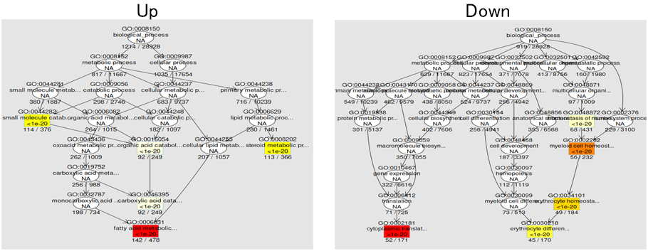 階層性を考慮したGO解析結果の可視化