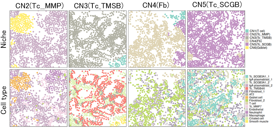 組織におけるニッチと細胞タイプの分布
