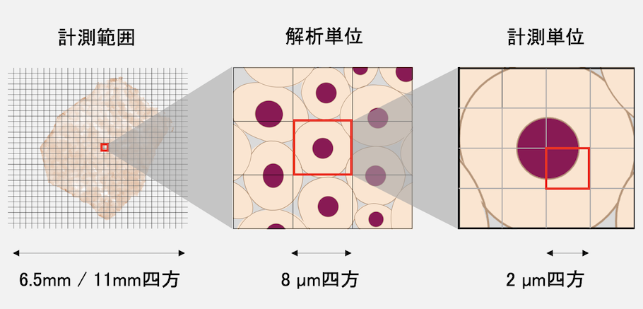 Visium HDの空間分解能