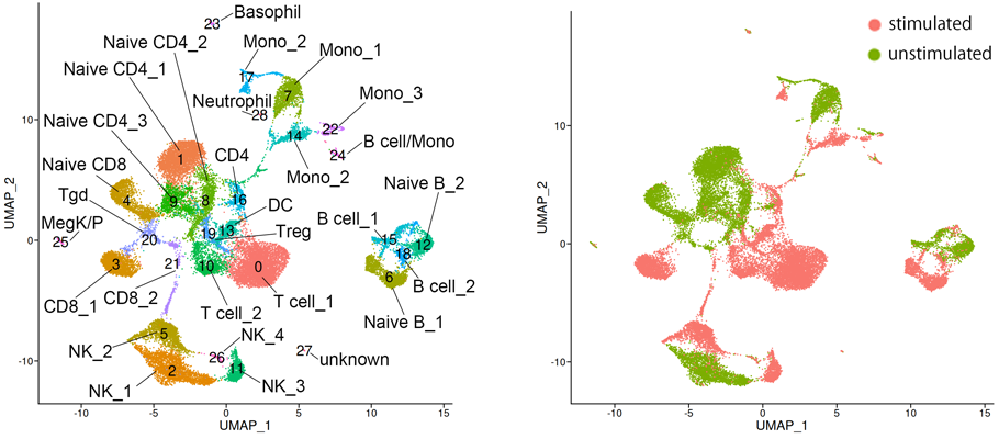 細胞のクラスタリング結果（対照群　13,897 cells、刺激群　14,764 cells）