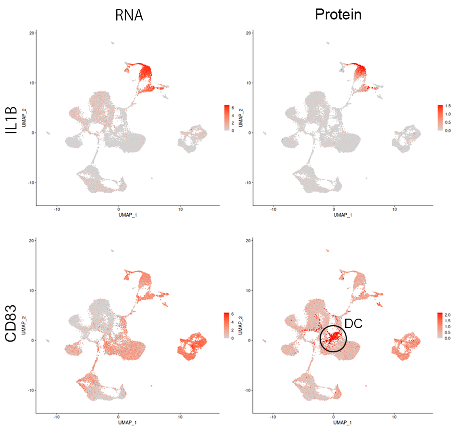 全細胞のRNAおよびタンパク質の発現分布（Feature plot）