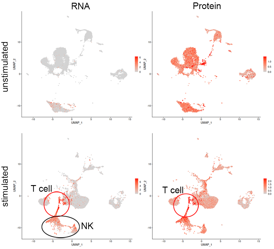 刺激の有無によるIFNGのRNAおよびタンパク質の発現変化（Feature plot）