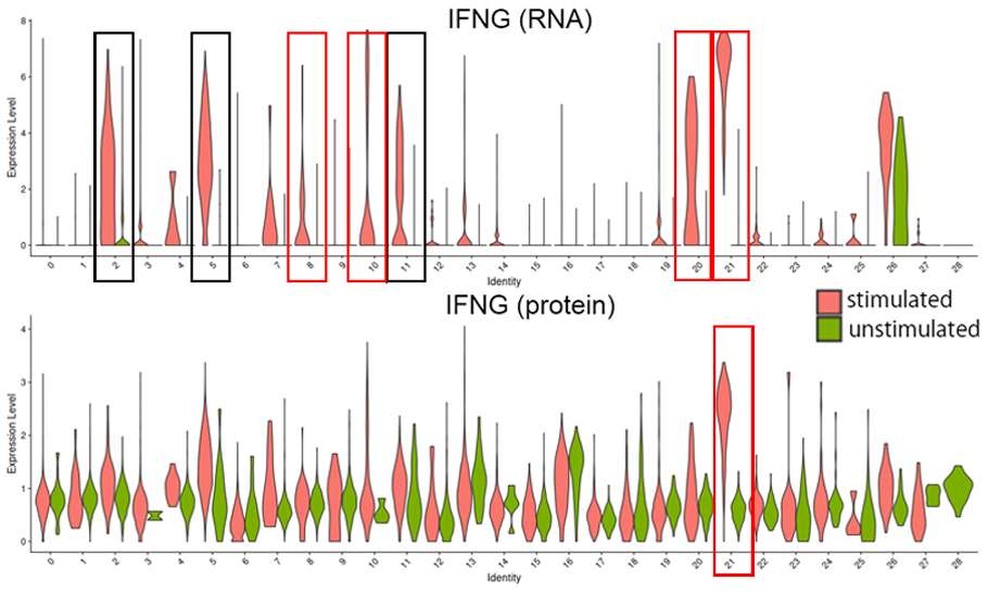 刺激の有無によるIFNGのRNAおよびタンパク質の発現変化（Violin plot）